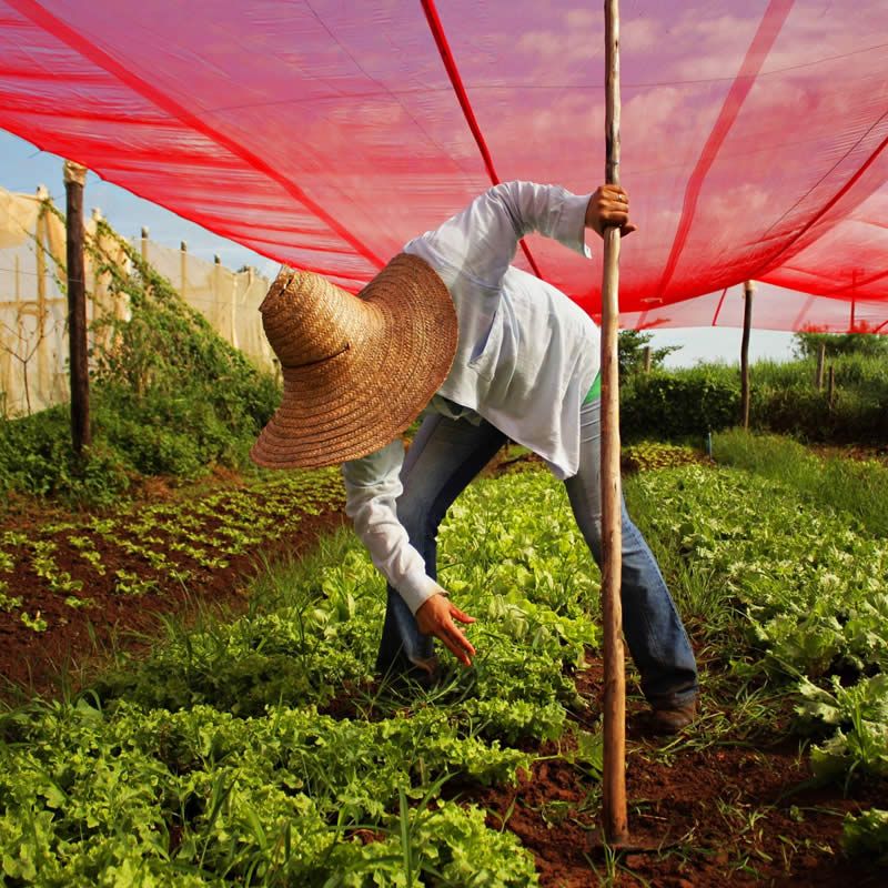 Imagens do aplicativo do SGGD